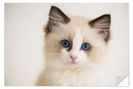 Vinilo para la pared Cute Ragdoll Kitten