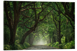 Quadro em acrílico Tree Tunnel of Live Oaks - Martin Podt