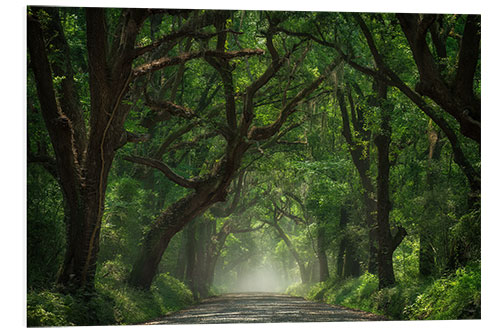 Bilde på skumplate Tree Tunnel of Live Oaks