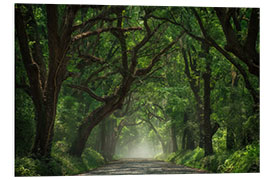 PVC print Tree Tunnel of Live Oaks