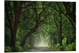 Galleritryck Tree Tunnel of Live Oaks