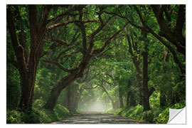 Vinilo para la pared Tree Tunnel of Live Oaks