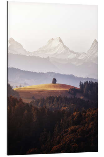 Obraz na aluminium A Single Tree in Front of The Bernese Alps