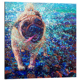 Aluminium print Queen Elizabeth's Pug