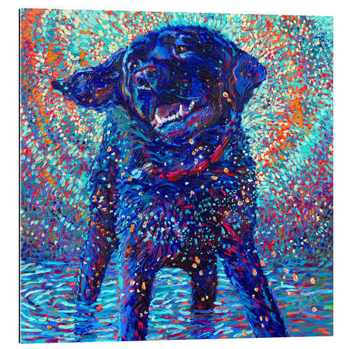 Quadro em plexi-alumínio Canines And Colour