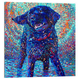 Gallery print Canines And Colour