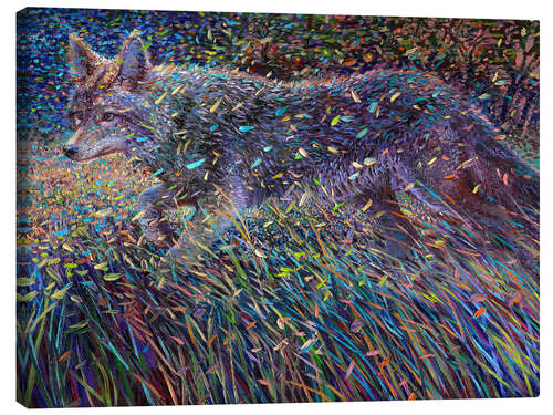 Tableau sur toile Coyote Satin