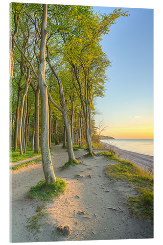 Stampa su vetro acrilico Seaside Forest on the Baltic Sea Near Warnemünde