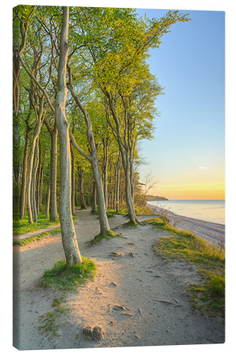 Leinwandbild Küstenwald an der Ostsee bei Warnemünde