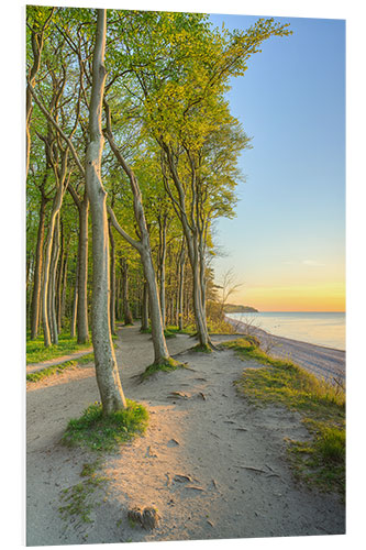 Tableau en PVC Seaside Forest on the Baltic Sea Near Warnemünde