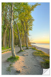 Naklejka na ścianę Seaside Forest on the Baltic Sea Near Warnemünde