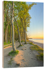 Tableau en bois Seaside Forest on the Baltic Sea Near Warnemünde