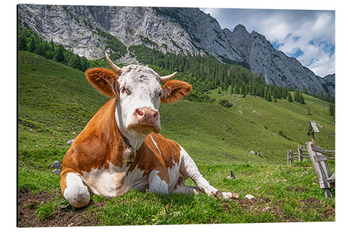 Aluminium print Cow in The Mountain