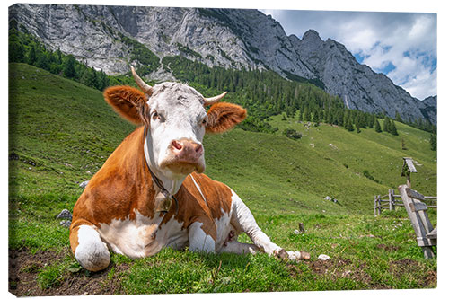 Leinwandbild Kuh in den Bergen