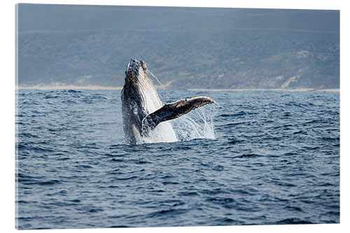 Stampa su vetro acrilico Leaping Humpback Whale off Garden Route, South Africa