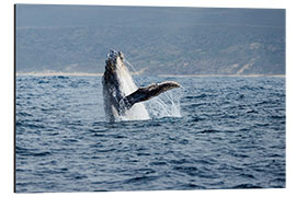 Aluminium print Leaping Humpback Whale off Garden Route, South Africa