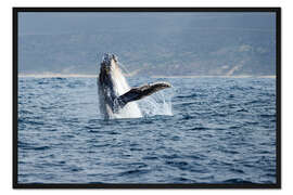 Gerahmter Kunstdruck Springender Buckelwal an Garden Route, Südafrika