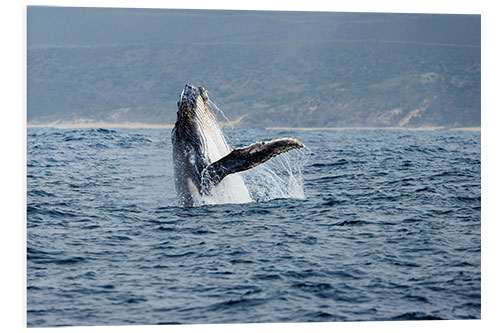 Foam board print Leaping Humpback Whale off Garden Route, South Africa