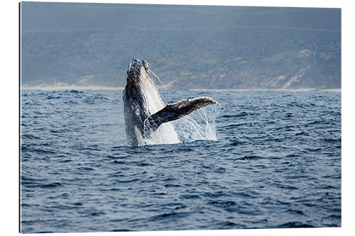 Gallery print Leaping Humpback Whale off Garden Route, South Africa