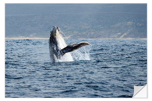 Naklejka na ścianę Leaping Humpback Whale off Garden Route, South Africa