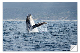 Sticker mural Leaping Humpback Whale off Garden Route, South Africa