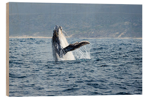 Wood print Leaping Humpback Whale off Garden Route, South Africa