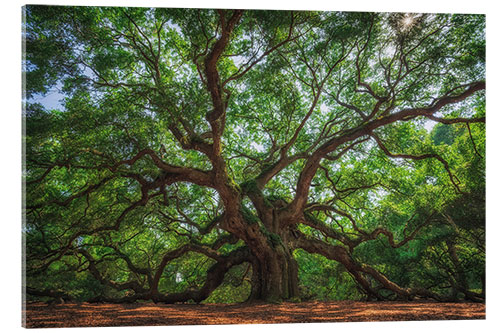 Acrylglas print The Angel Oak Tree, South Carolina, USA