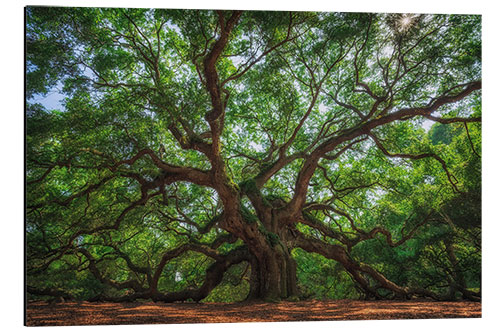 Aluminiumtavla The Angel Oak Tree, South Carolina, USA