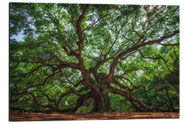 Print på aluminium The Angel Oak Tree, South Carolina, USA