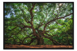 Gerahmter Kunstdruck Angel Oak, South Carolina, USA
