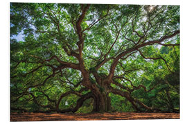 Foam board print The Angel Oak Tree, South Carolina, USA