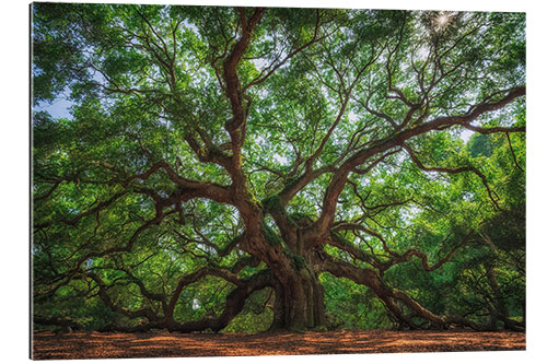 Tableau en plexi-alu The Angel Oak Tree, South Carolina, USA