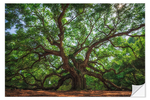 Sticker mural The Angel Oak Tree, South Carolina, USA