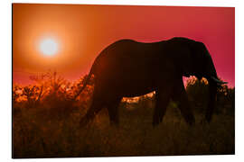 Aluminium print Elephant at Sunset in South Africa