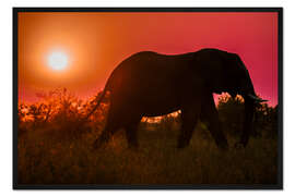 Gerahmter Kunstdruck Elefant im Sonnenuntergang in Südafrika