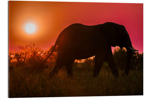 Gallery Print Elefant im Sonnenuntergang in Südafrika