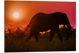 Tableau en plexi-alu Elephant at Sunset in South Africa