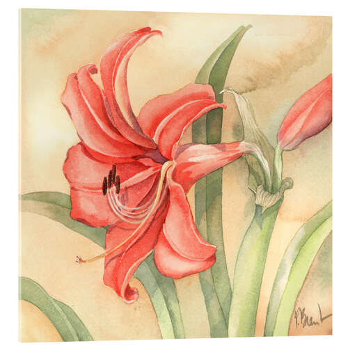 Stampa su vetro acrilico Amaryllis