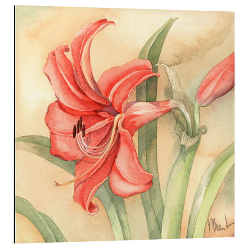 Aluminium print Amaryllis