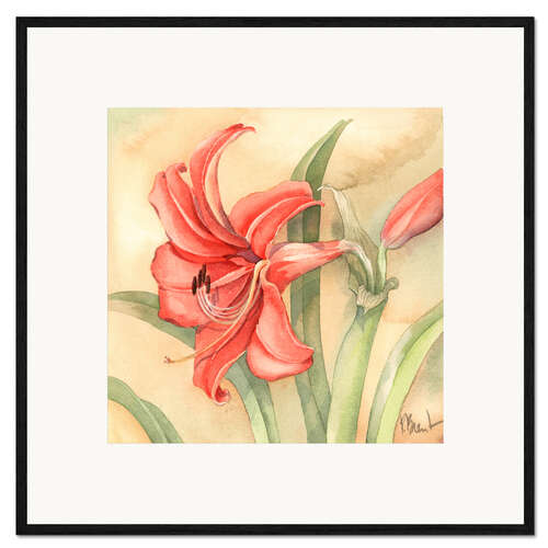 Framed art print Amaryllis