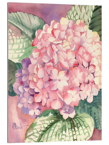 Gallery print Pink Hydrangea