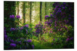 Print på aluminium Rhododendrons in the Morning Light