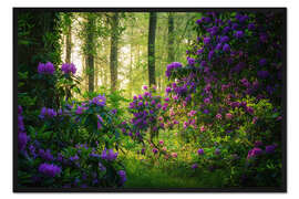 Gerahmter Kunstdruck Rhododendren im Morgenlicht