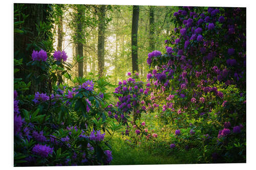 Print på skumplade Rhododendrons in the Morning Light