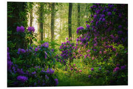 Foam board print Rhododendrons in the Morning Light