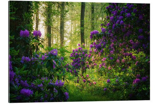 Gallery print Rhododendrons in the Morning Light