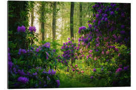 Galleriataulu Rhododendrons in the Morning Light