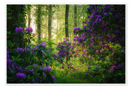 Poster Rhododendrons in the Morning Light