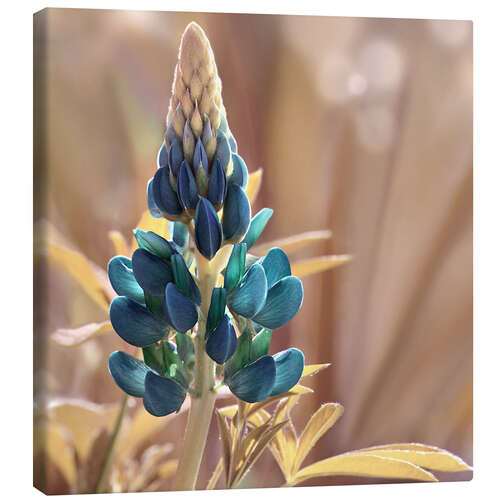 Canvas print Lupine
