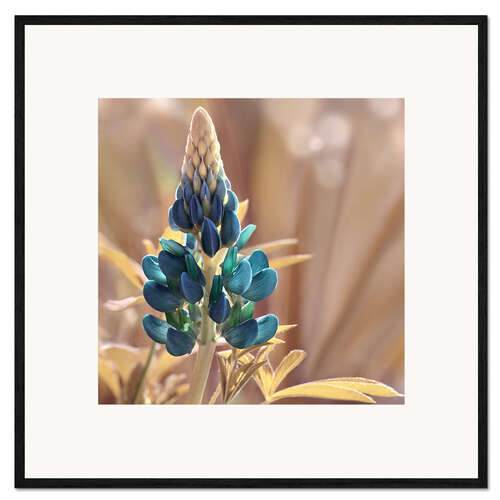Gerahmter Kunstdruck Lupine